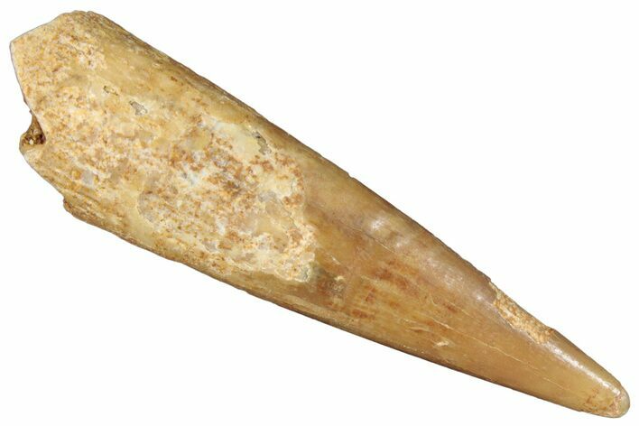 Fossil Pterosaur (Siroccopteryx) Tooth - Morocco #295145